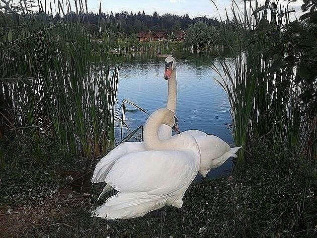 лебеди