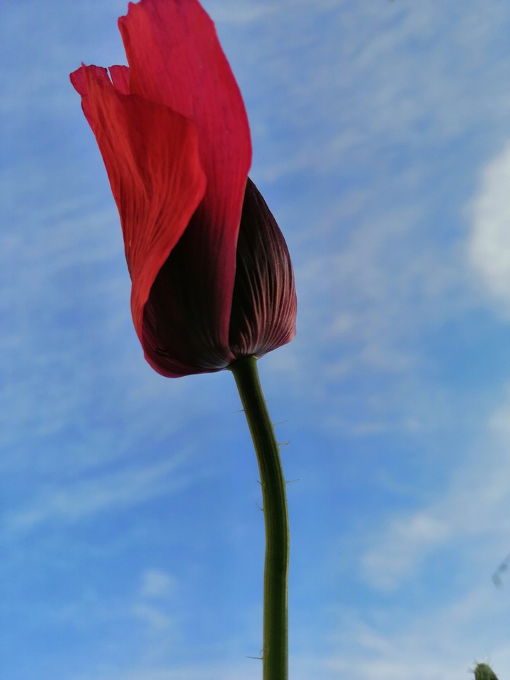 цветочек/Red flower