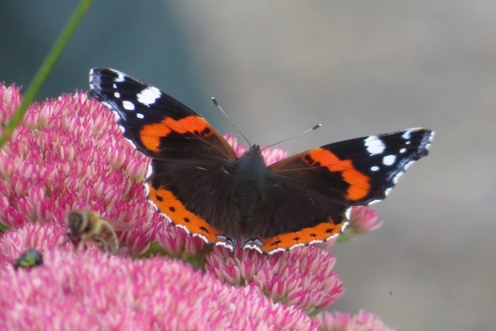 Butterfly 
