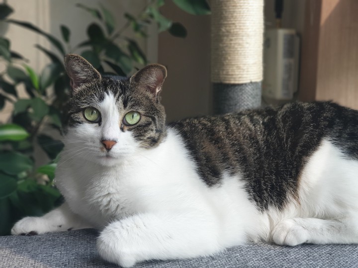 cat