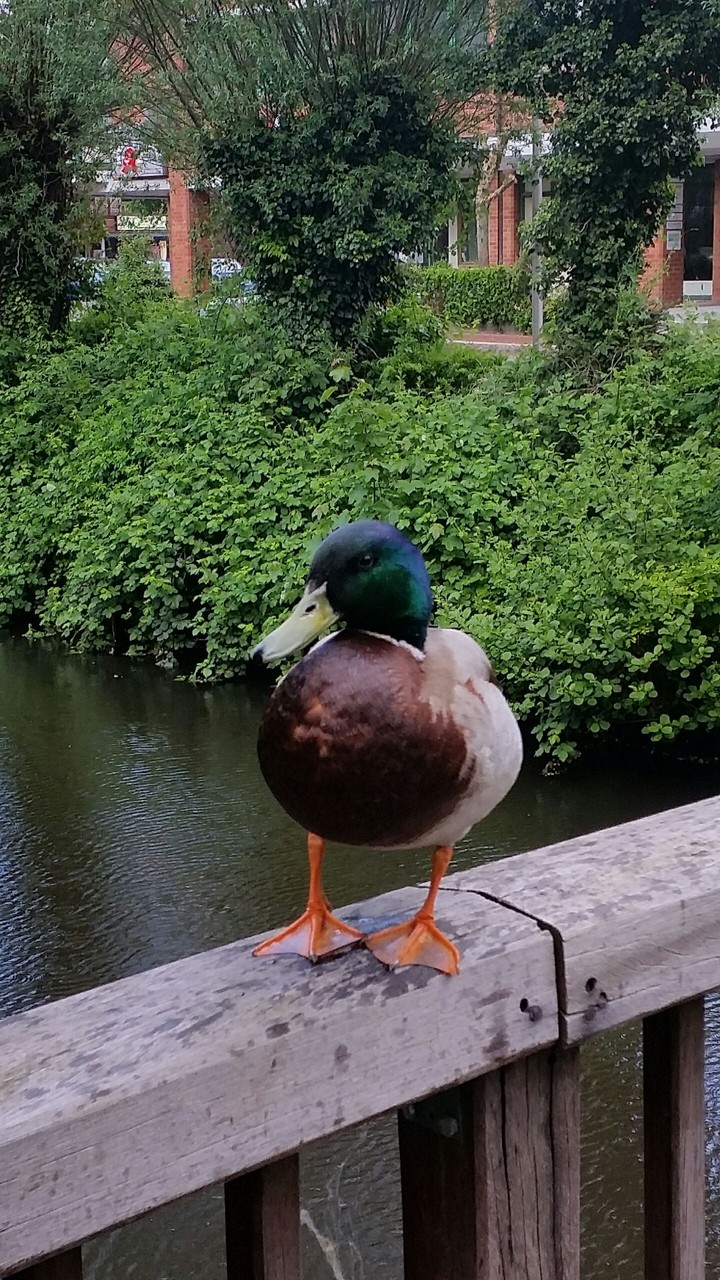 Ente