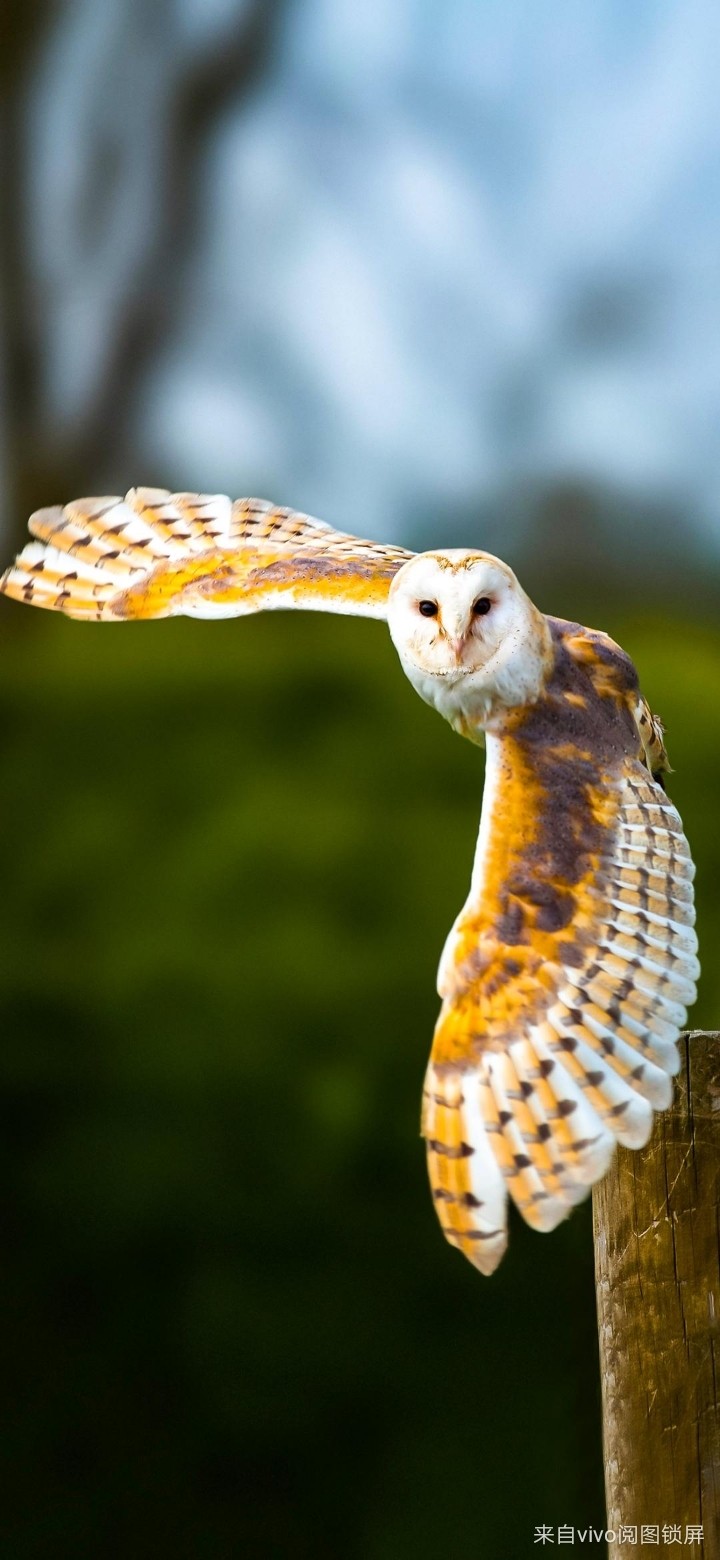 owl ?