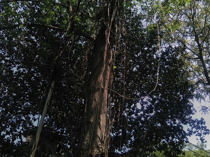 tree
