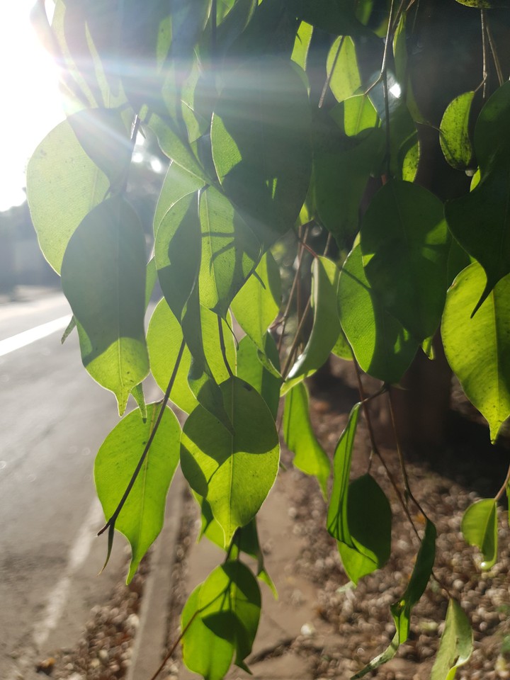 sol