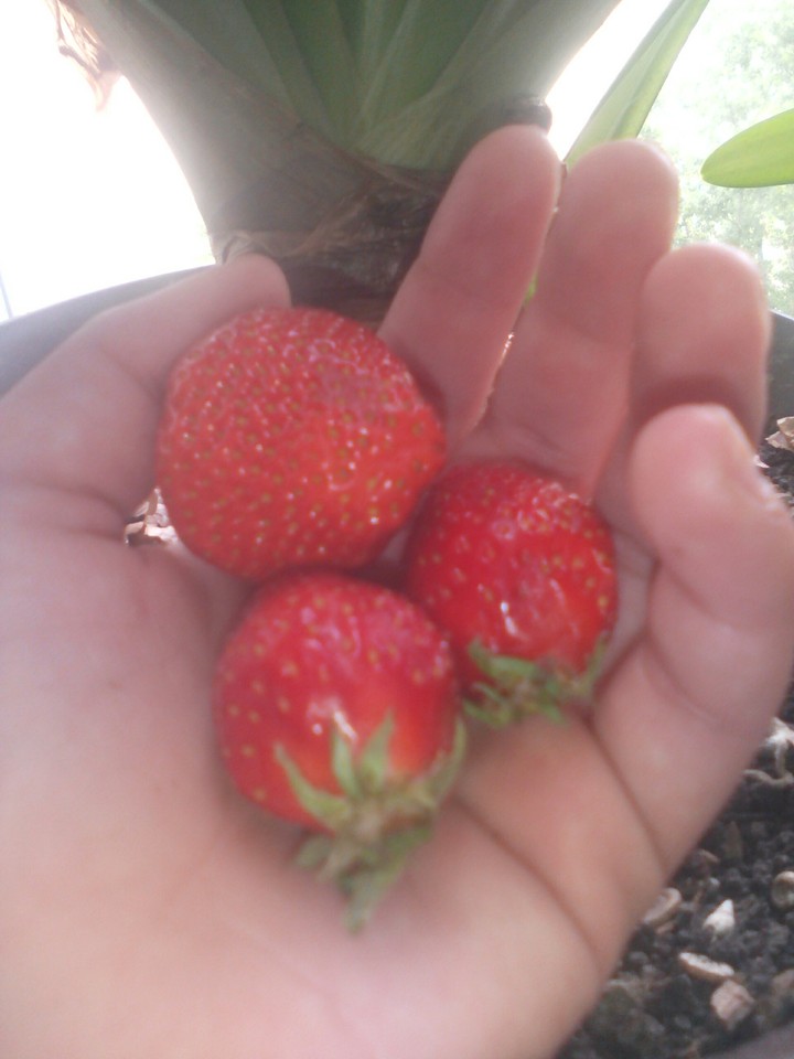 in hand strawberry
