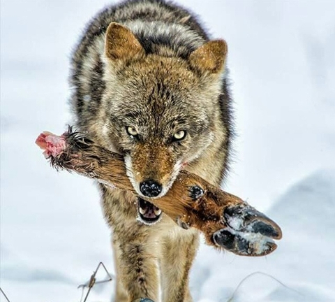 wolf