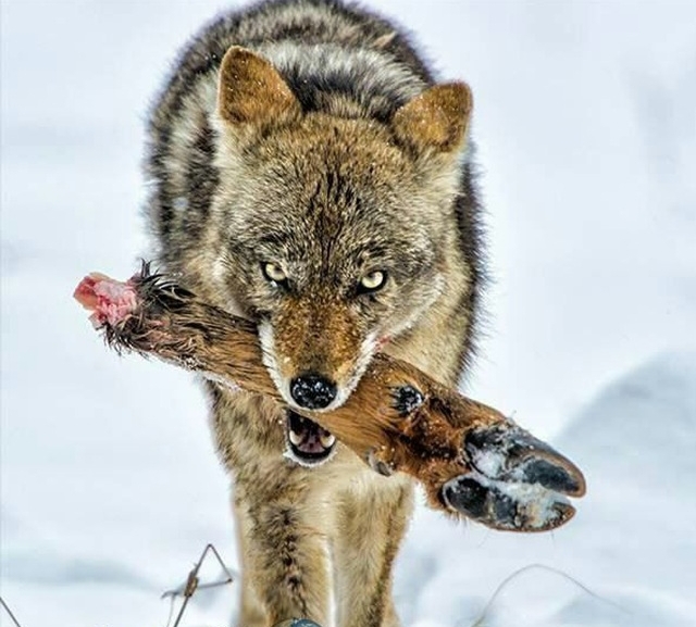 wolf