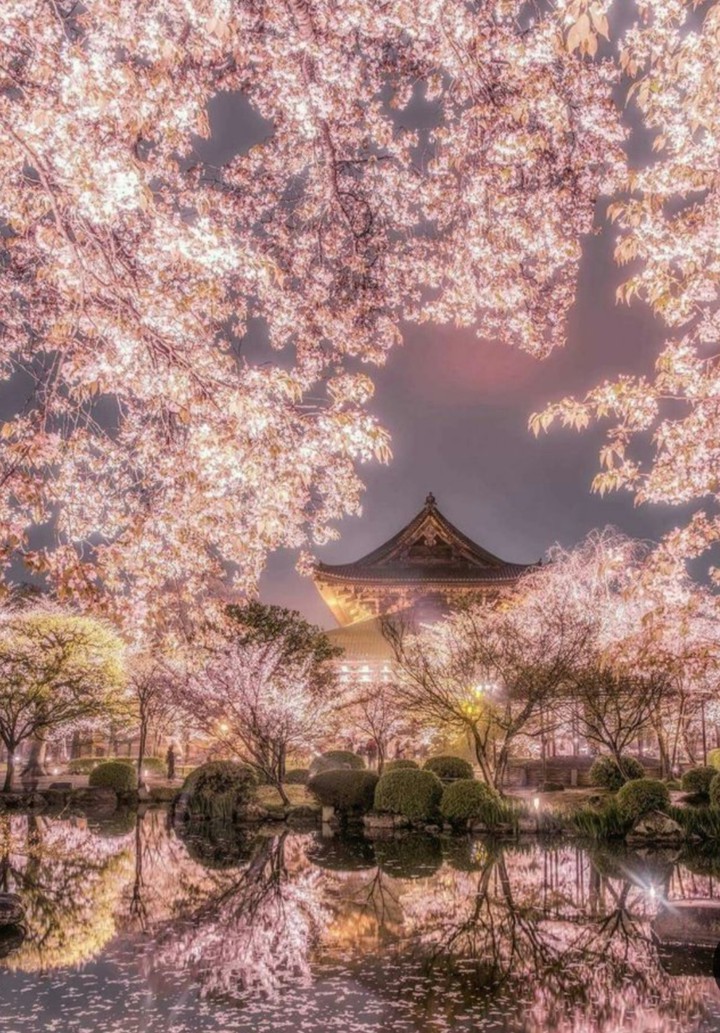 temple garden -- cherry blossoms
