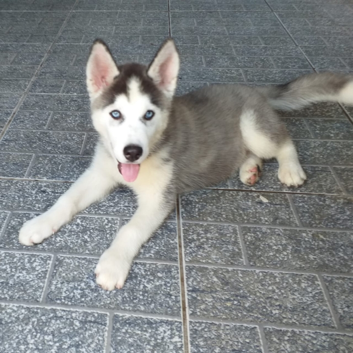 husky (wolf)☺☺☺
