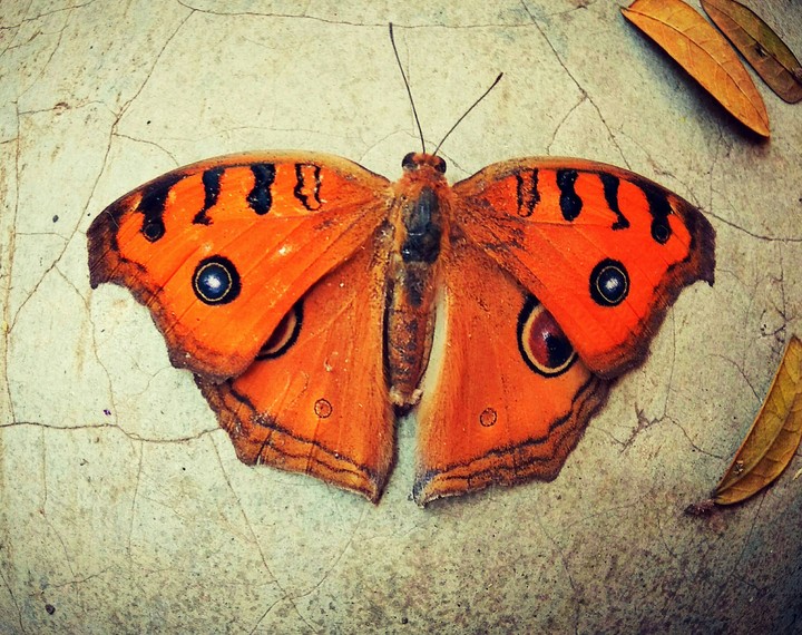 Butterfly