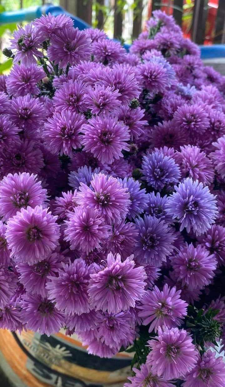 Purple flowers