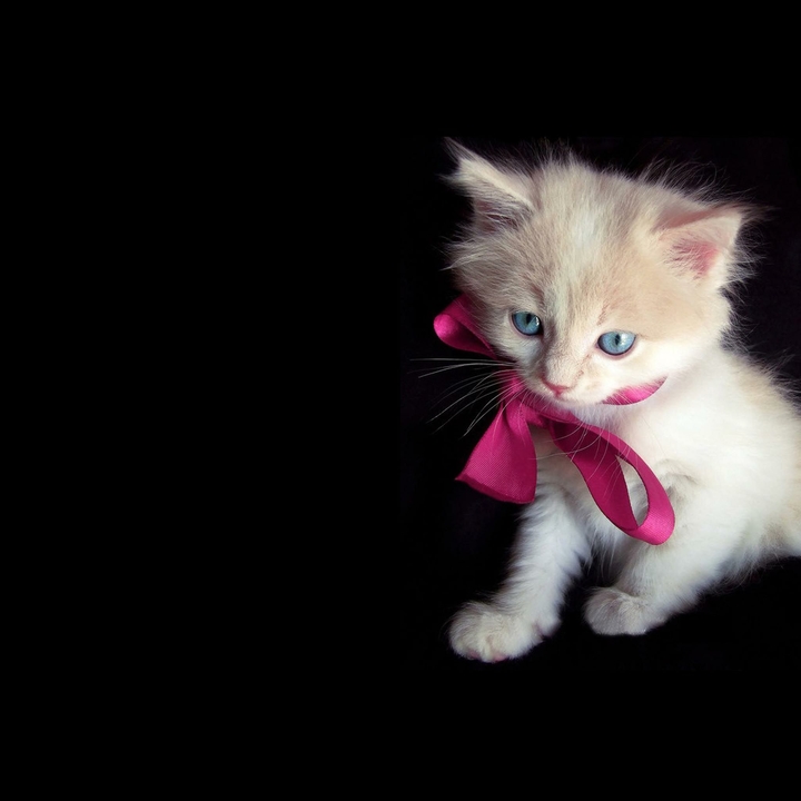 cat_like_mammal