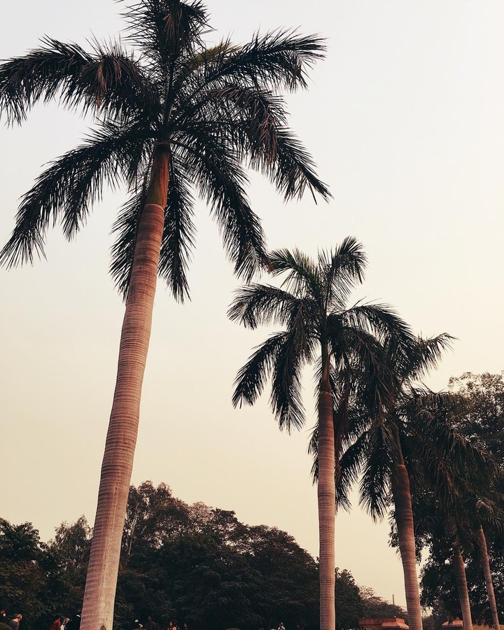 palm