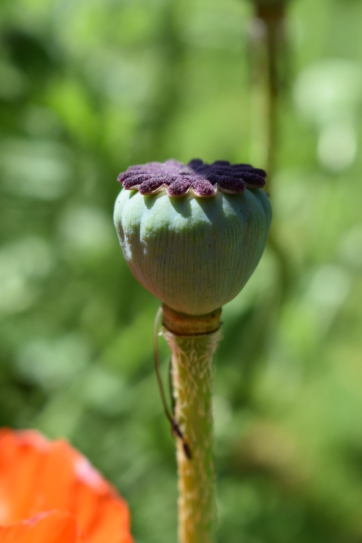 Mohnblume