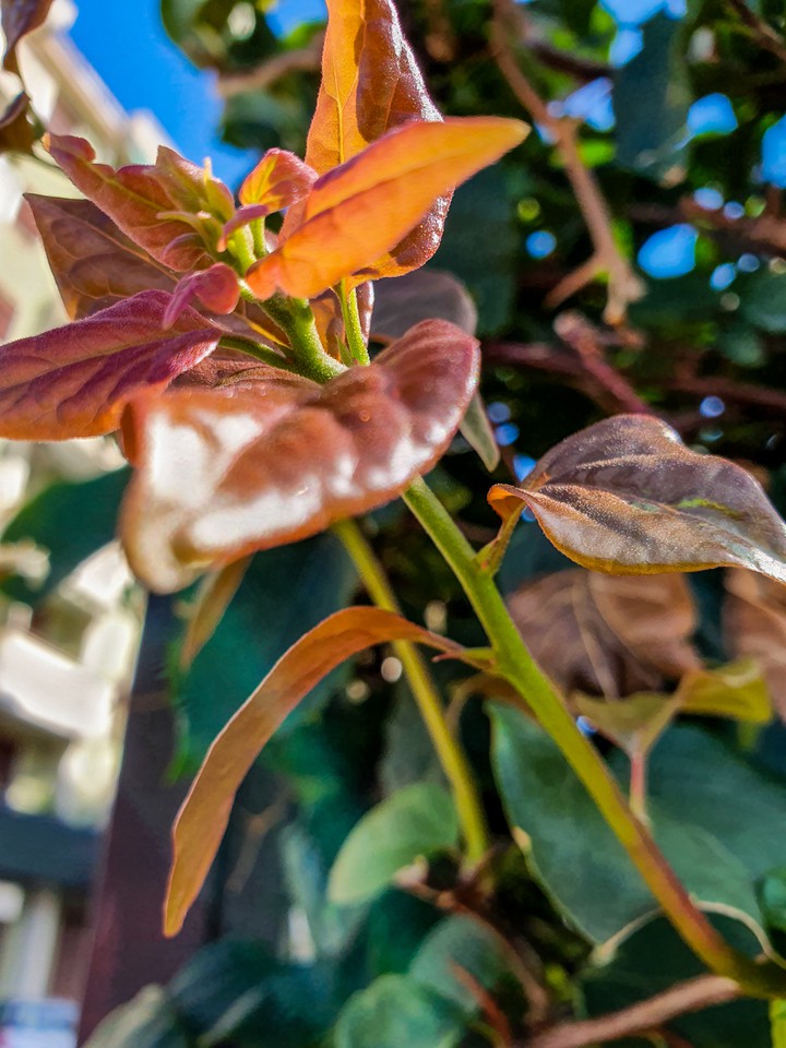 flower