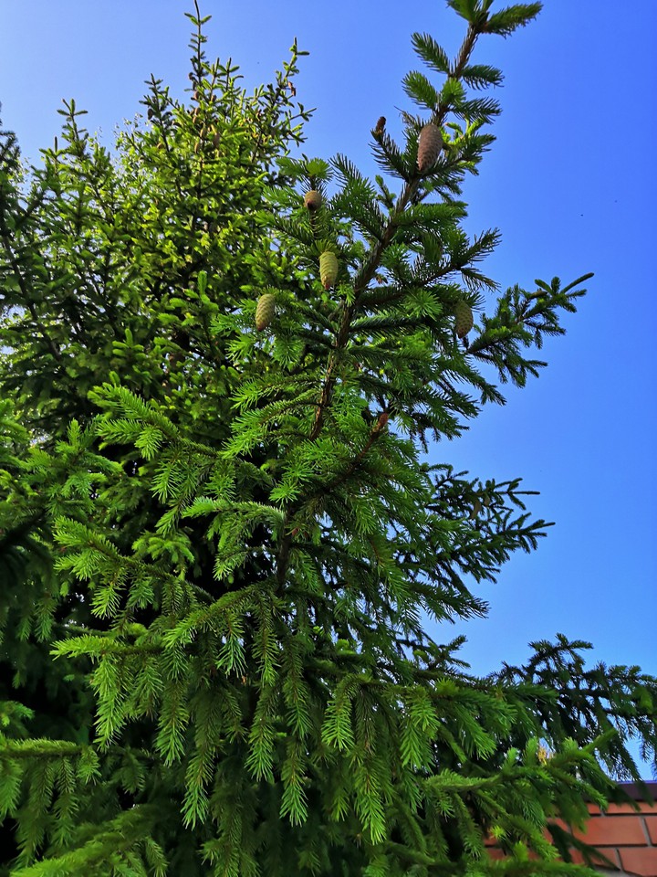 ель