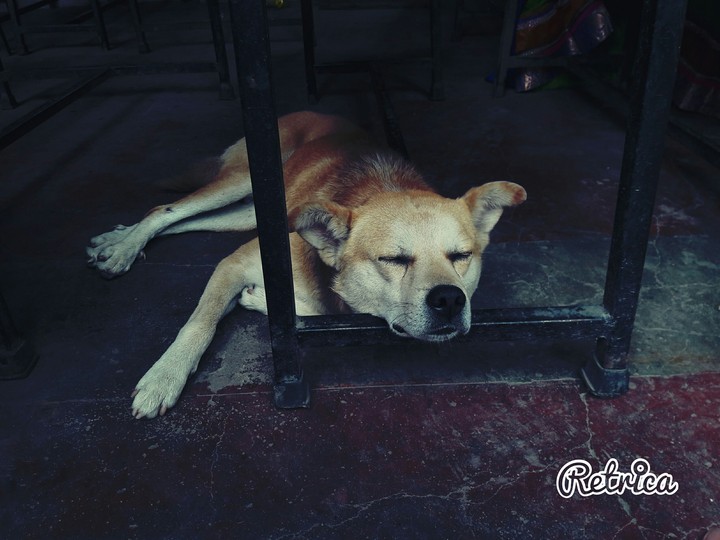 Sleeping dog