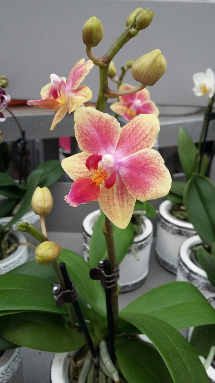 orchidée magnifique