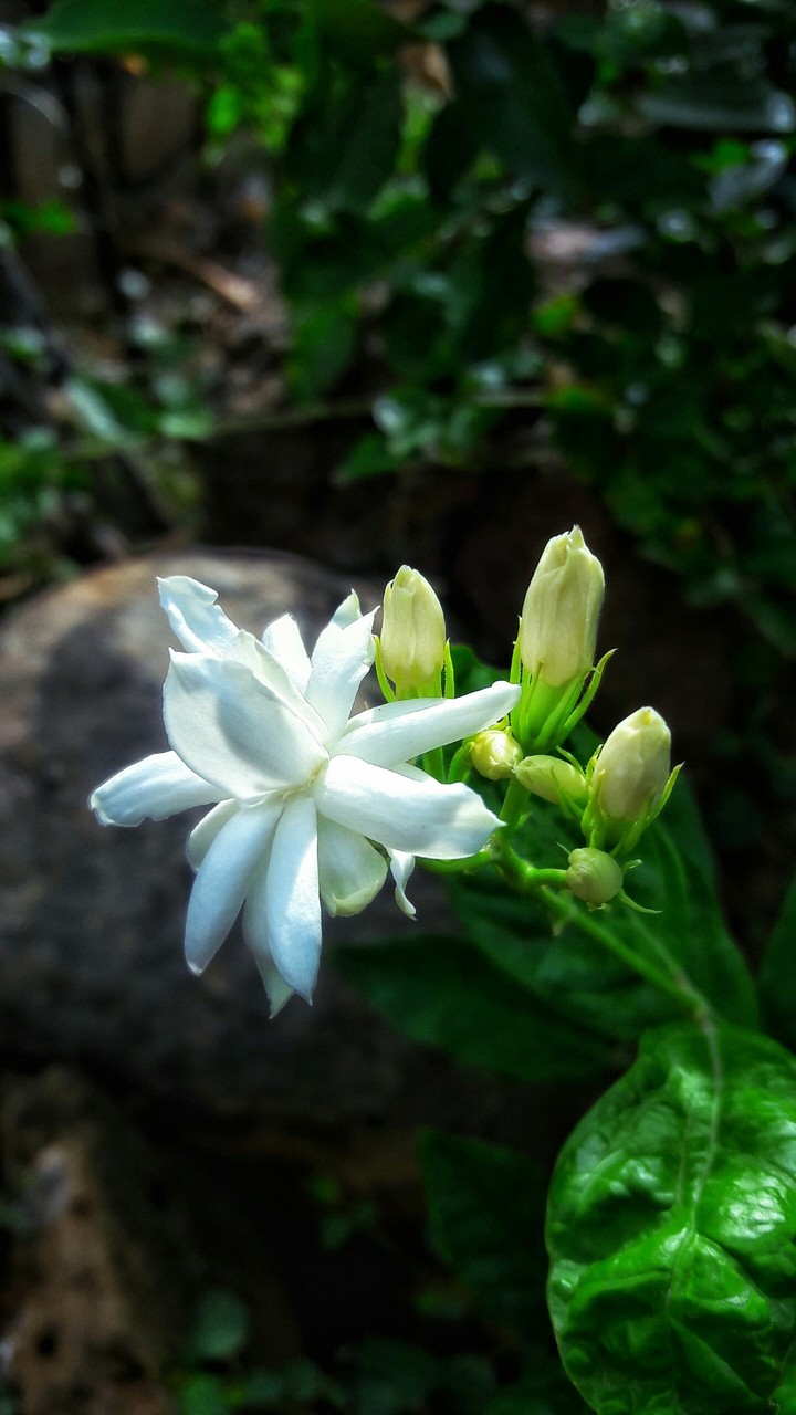 mobile photography