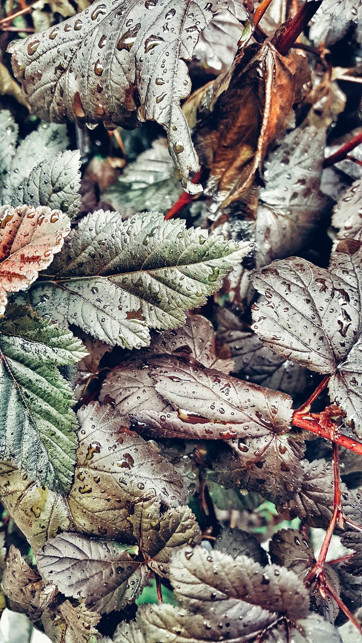 Raindrops on leaves