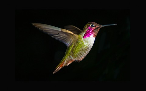 bird