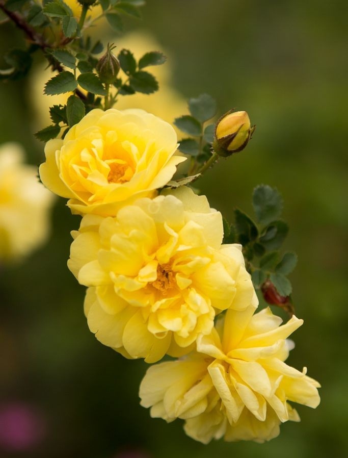 Roses