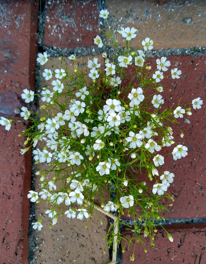 White flowers (no filters)