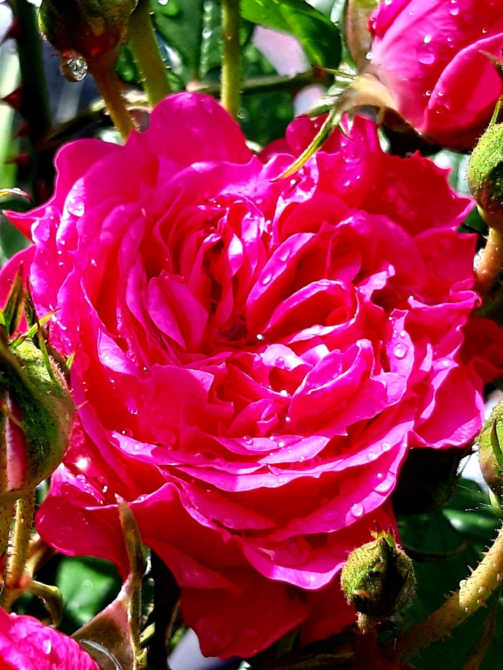 Die ersten Rosen 2019???