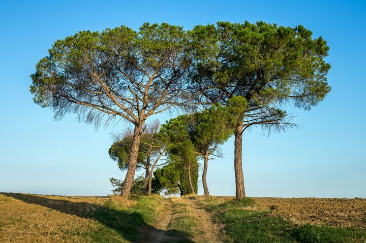 Landscape