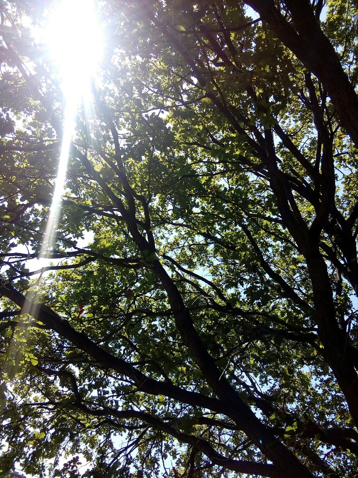 Light tree