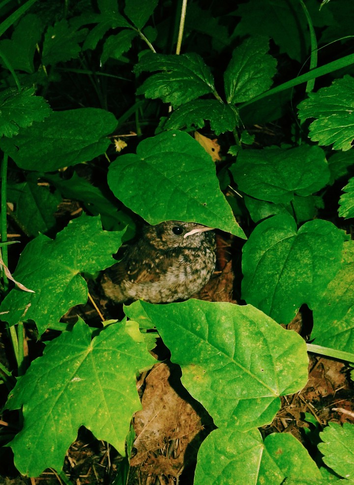 birdie