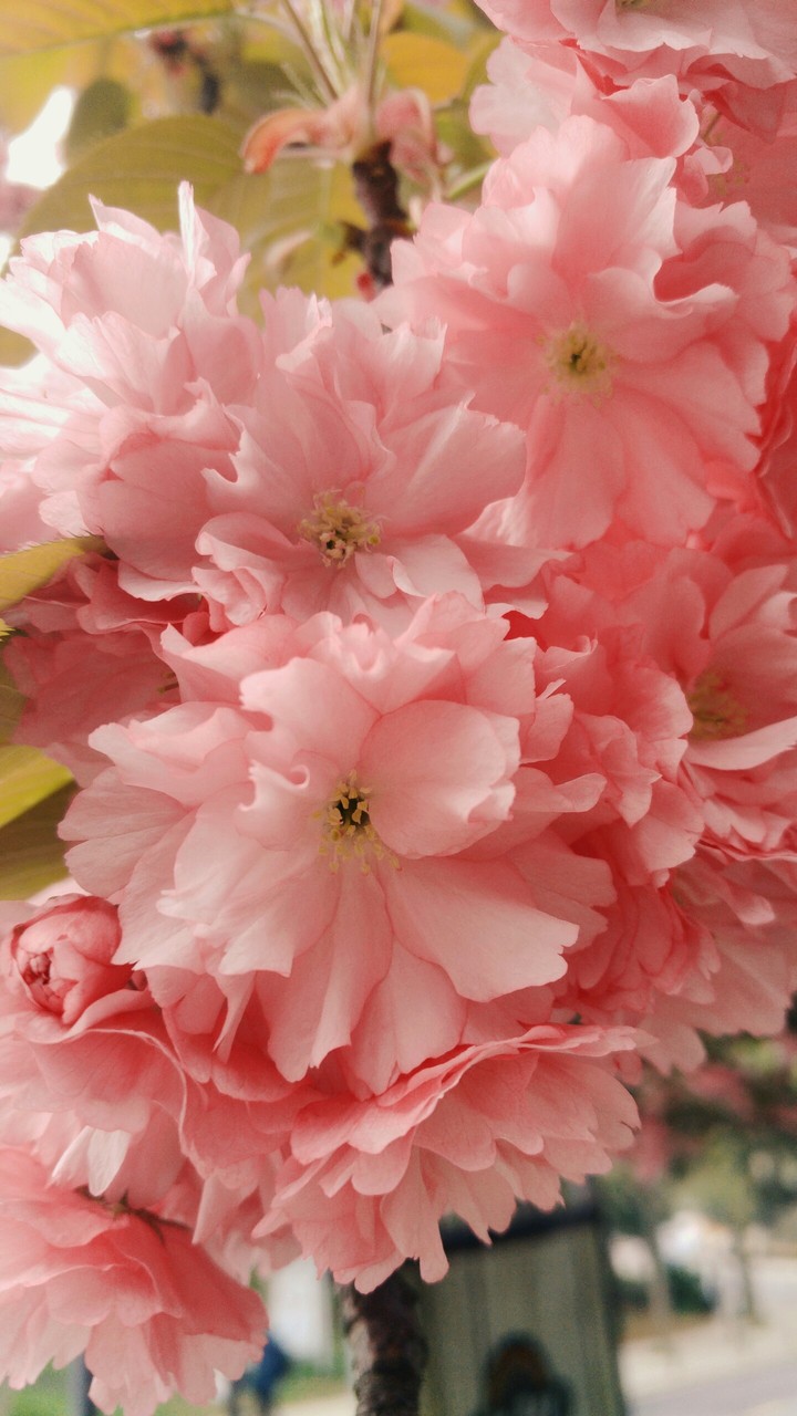 pink