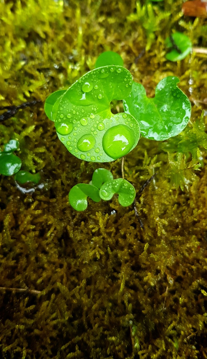 little green-rainyday15