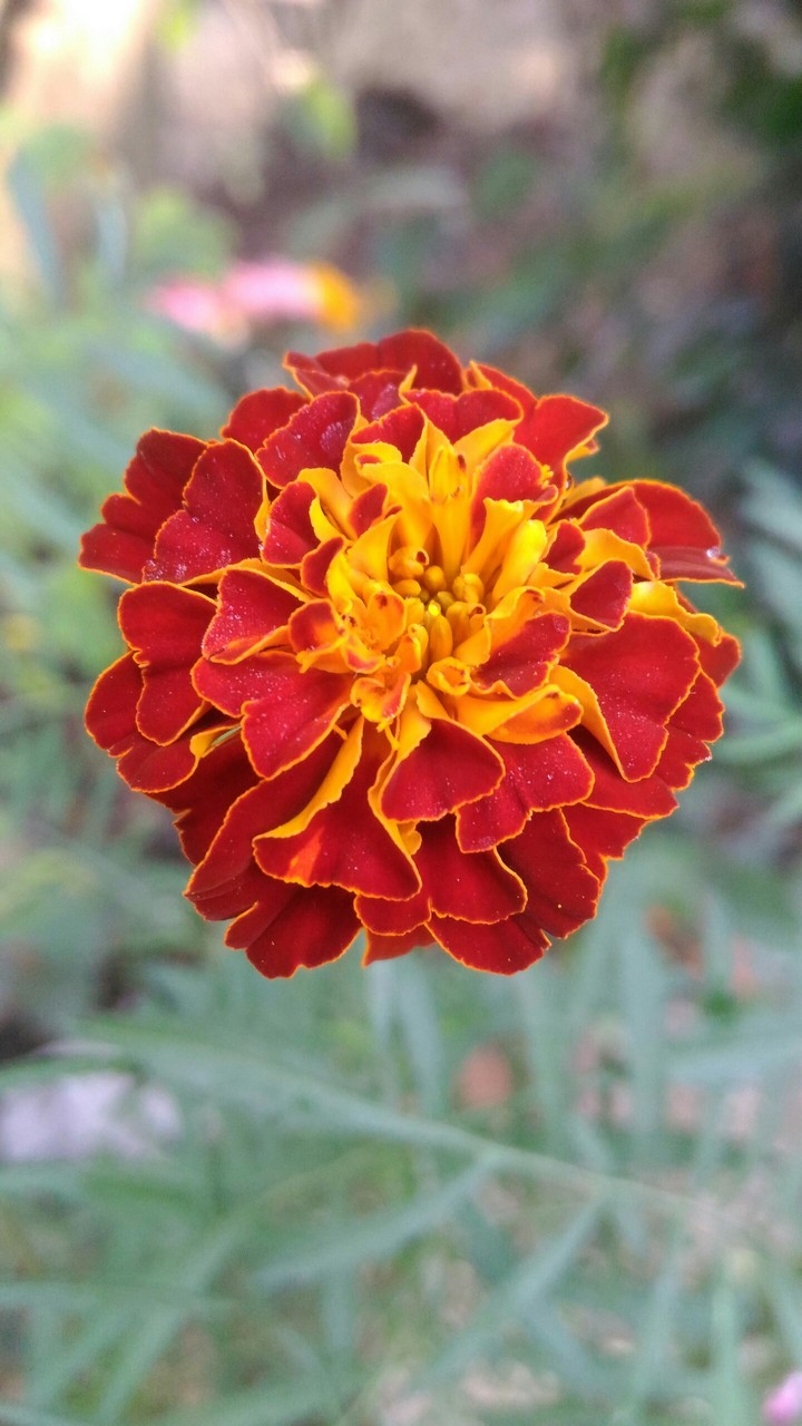 flower