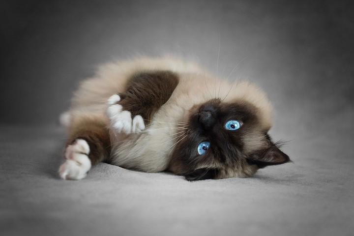 cat