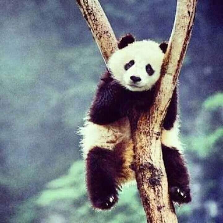 Urso Panda