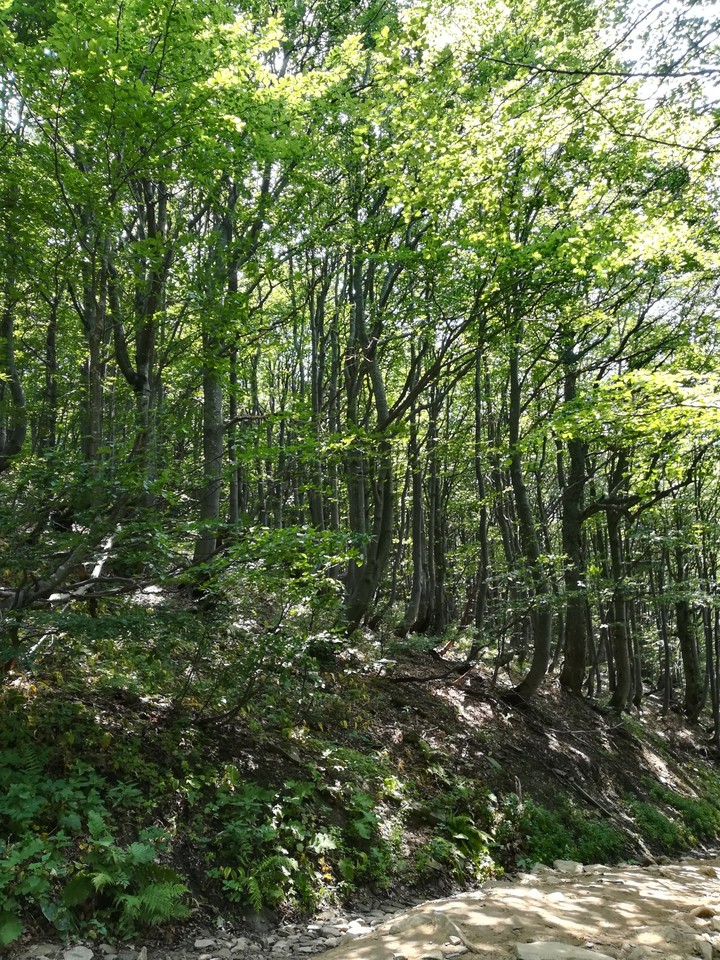 trees