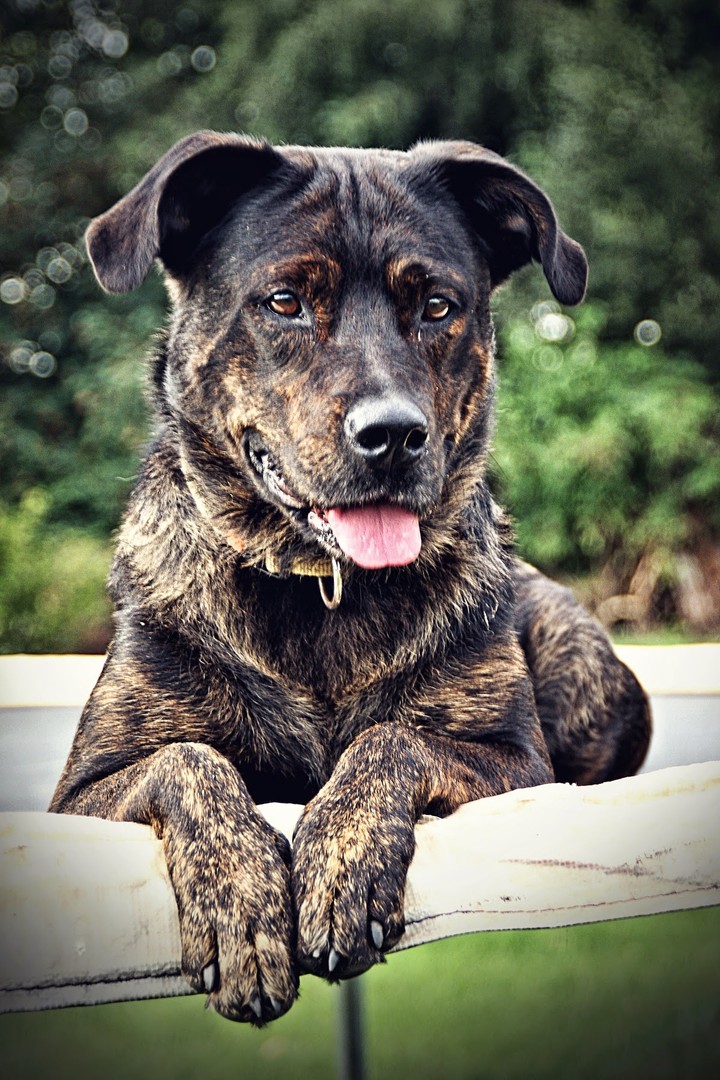dog