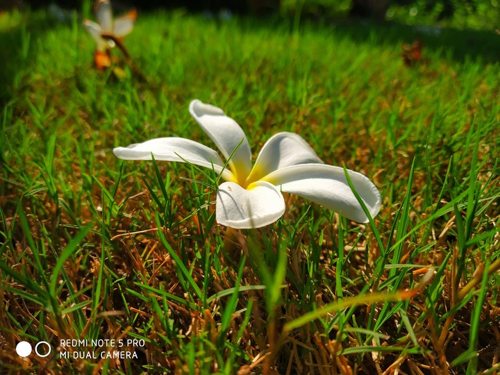 #flowers