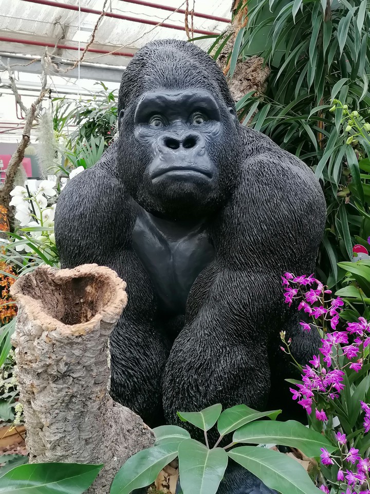 Gorilla