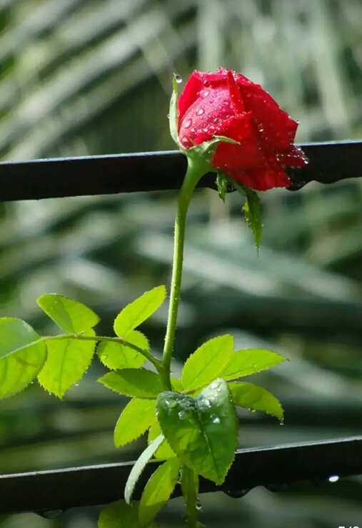 For u