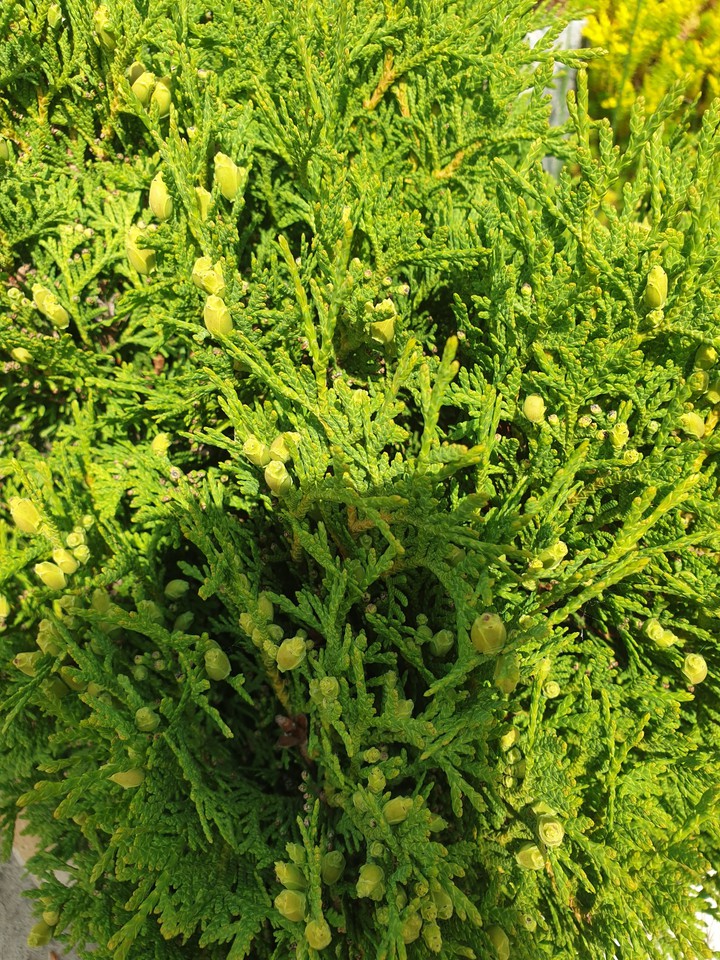 green flower
