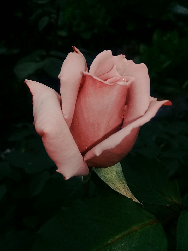 Pink Rose