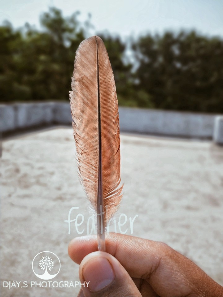 feather