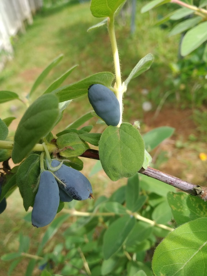 Little siberian blueberries