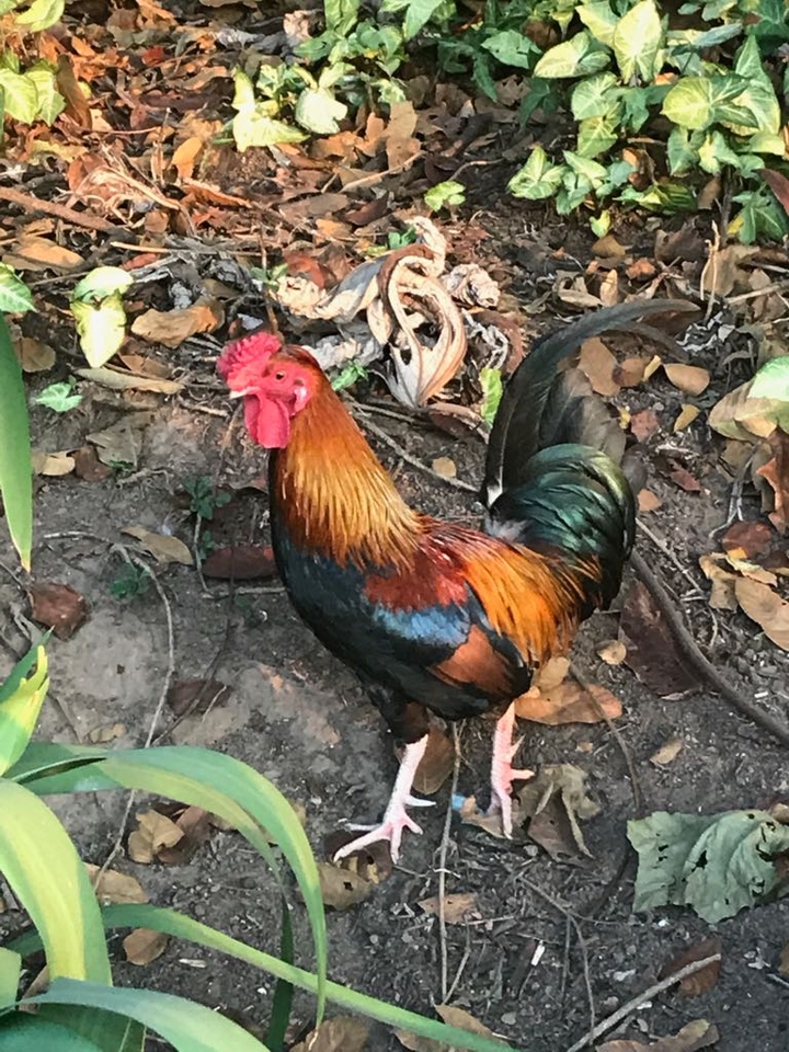 Colourful Rooster