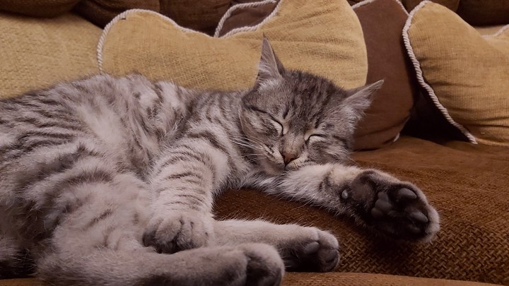 kitty