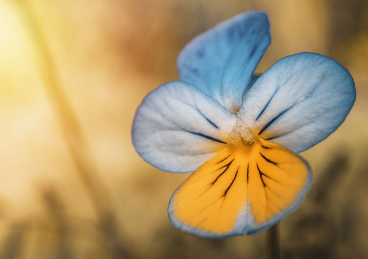 Blue Yellow Flower