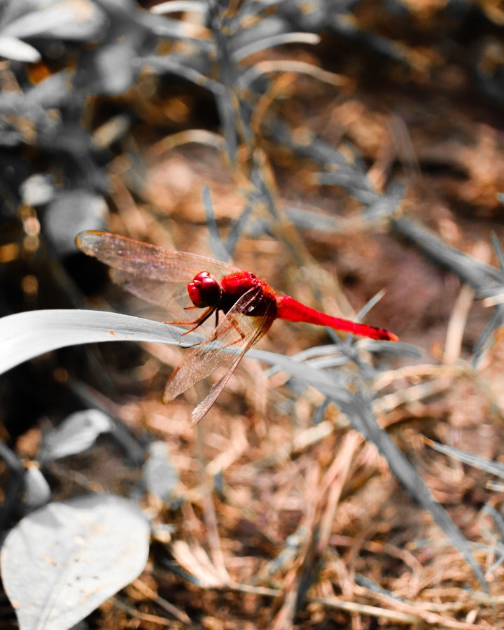 Click of dragonfly
