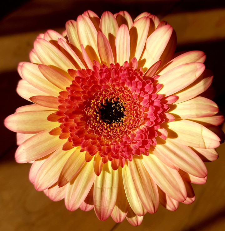 Beautiful Flower